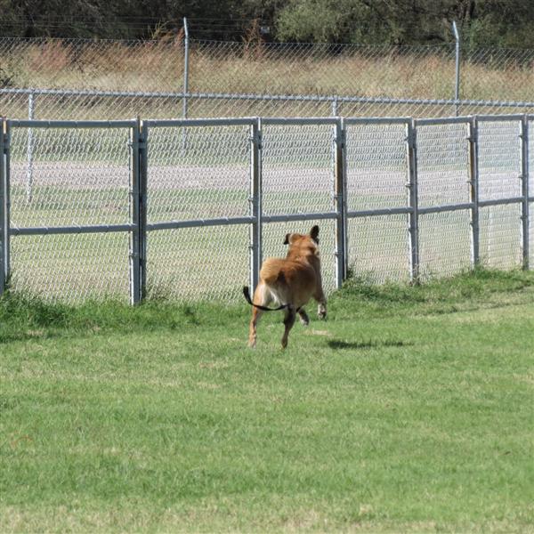 Dog park near Tubac AZ  3 of  9 (#4061)