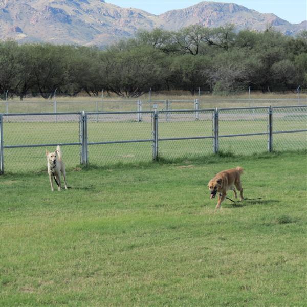 Dog park near Tubac AZ  4 of  9 (#4062)