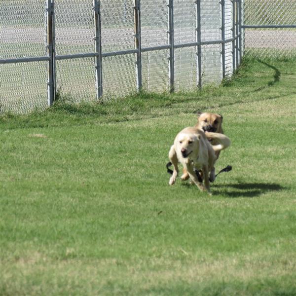 Dog park near Tubac AZ  6 of  9 (#4064)