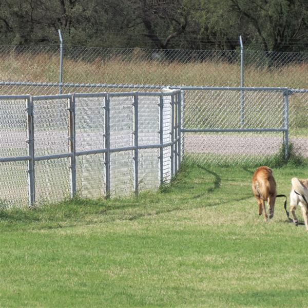 Dog park near Tubac AZ  7 of  9 (#4065)