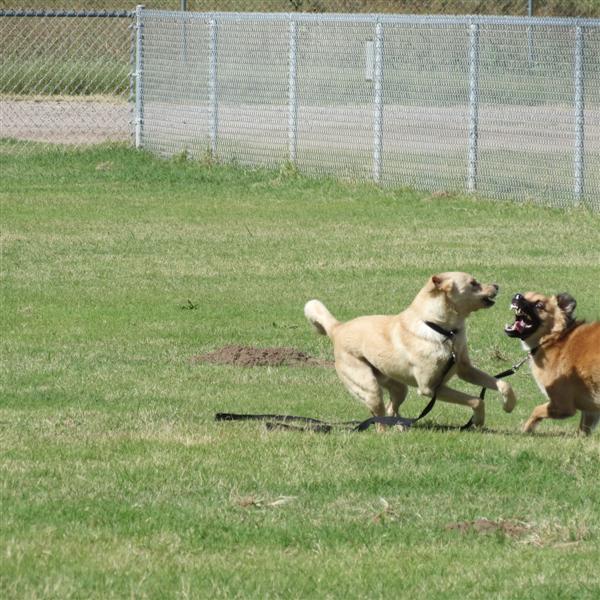 Dog park near Tubac AZ  8 of  9 (#4066)