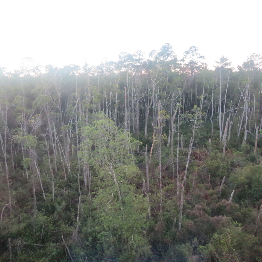 View from my hotel room in Jacksonville  1 of 1 (#4956)