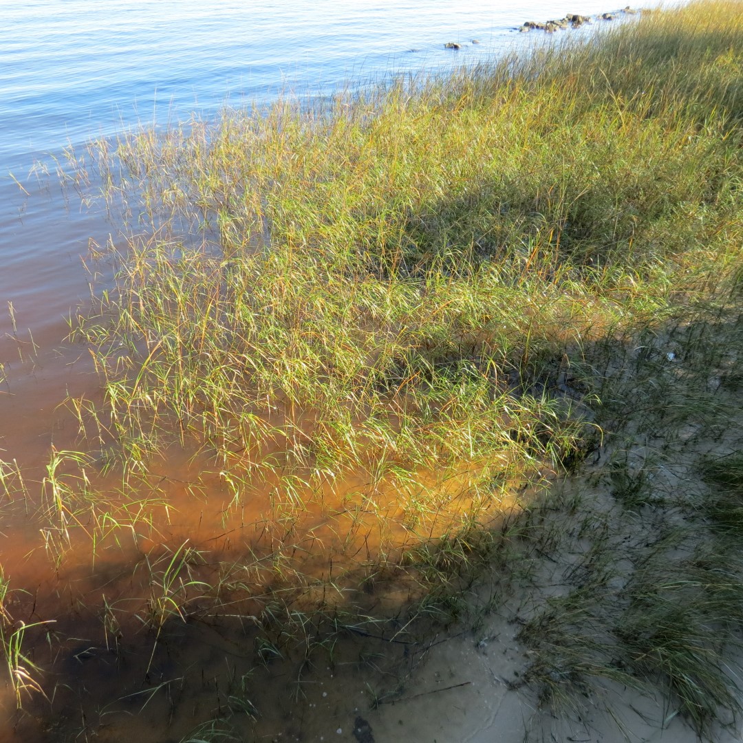 Ft. Caroline Area  5 of 16 (#4971)