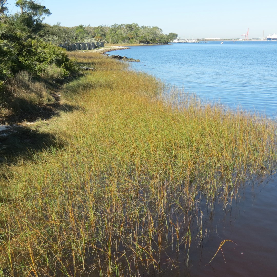 Ft. Caroline Area  8 of 16 (#4974)