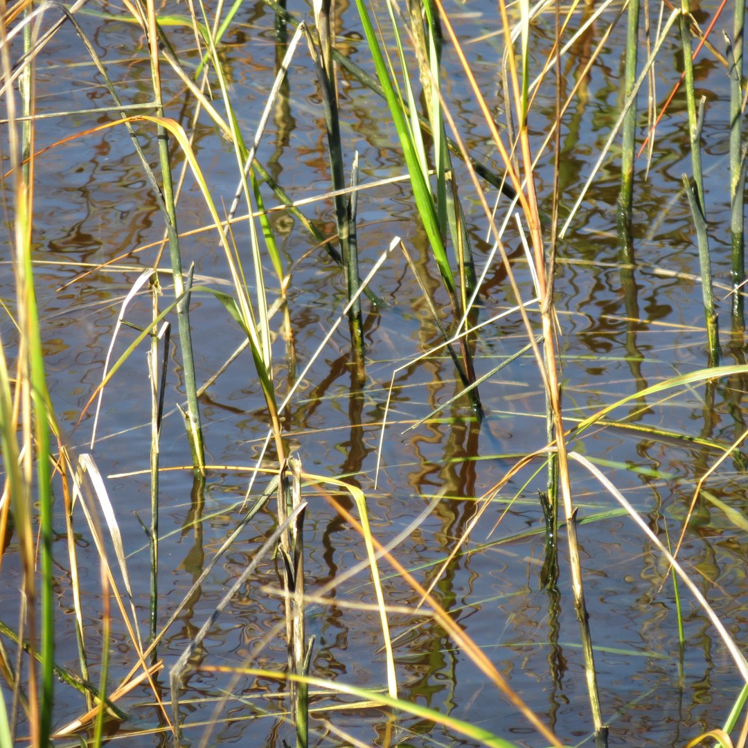 Ft. Caroline Area 10 of 16 (#4976)