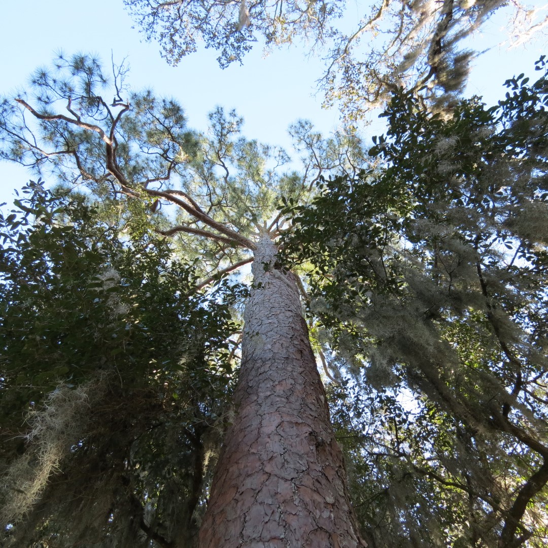 Ft. Caroline Area 13 of 16 (#4980)