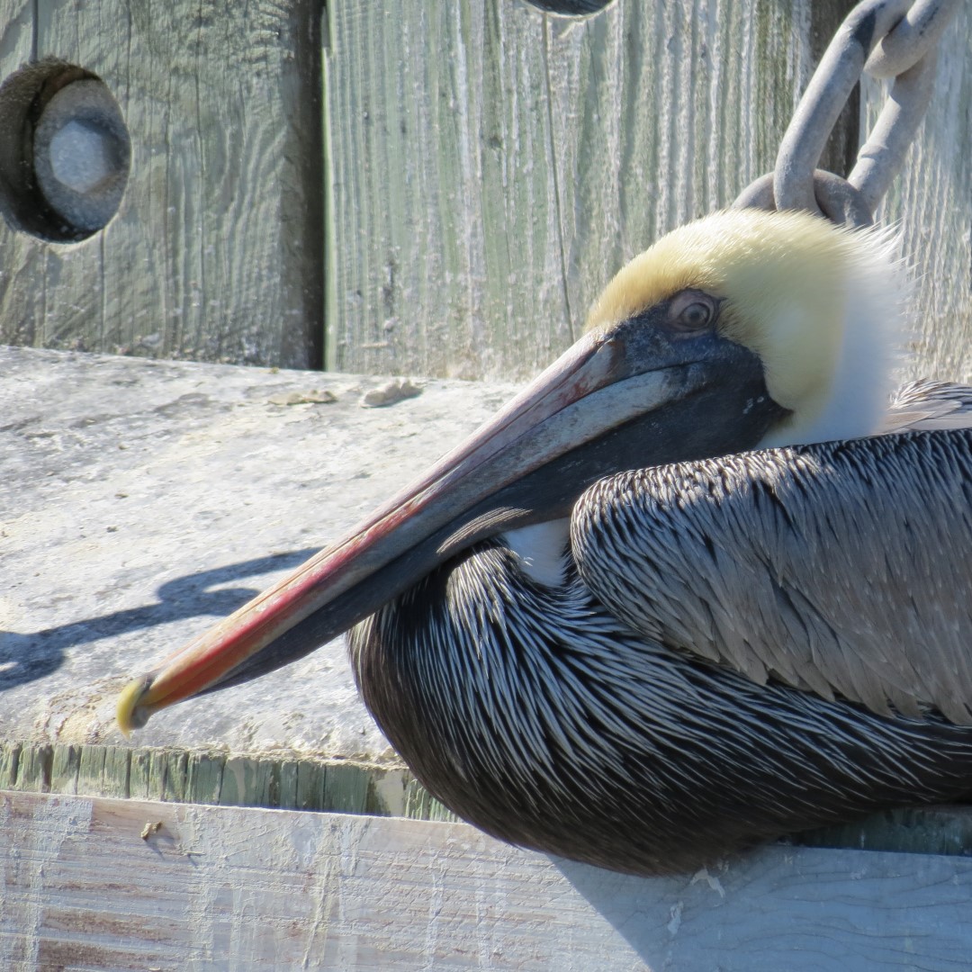 Ferry Ride across St. John River  9 of 10 (#5010)