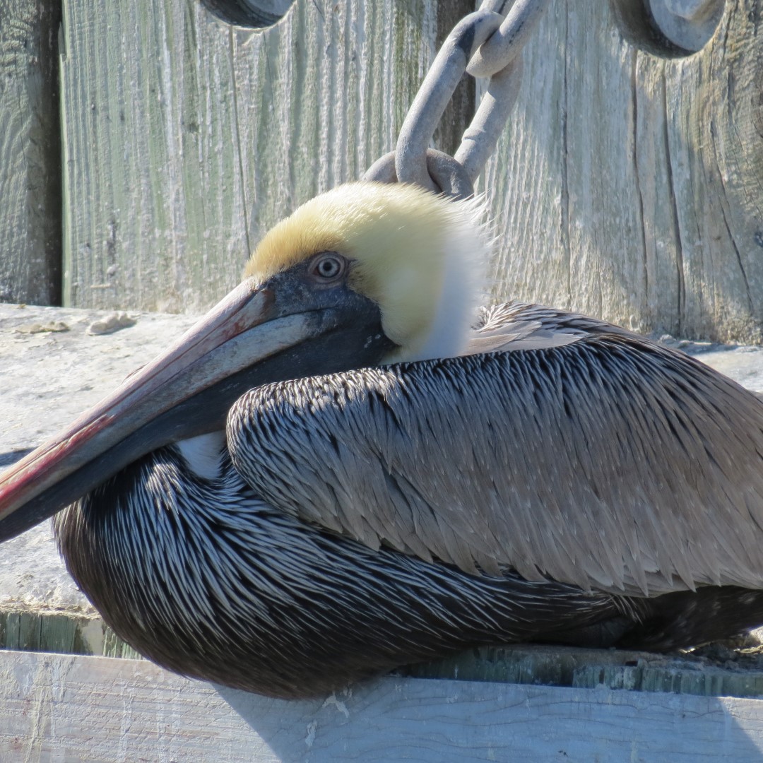 Ferry Ride across St. John River 10 of 10 (#5011)