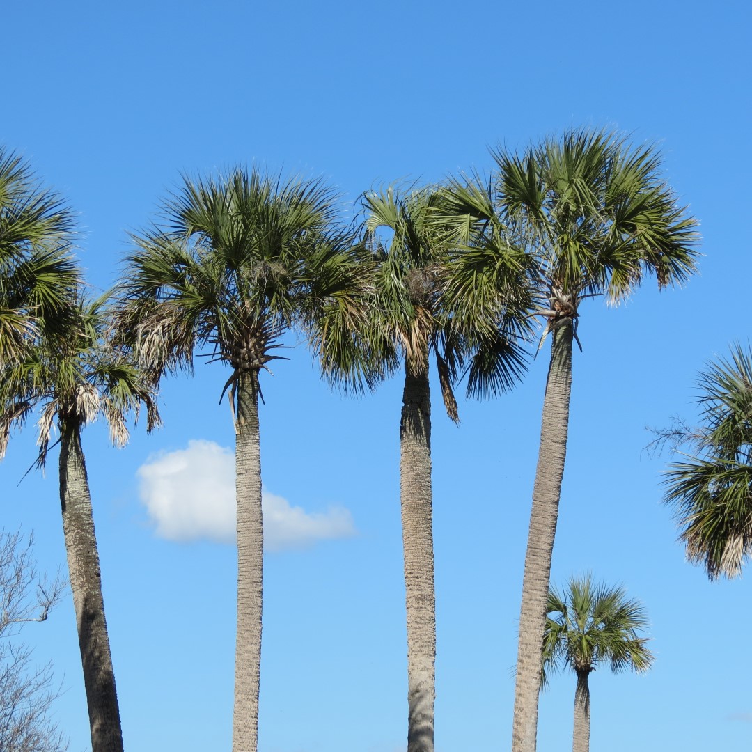 Kingsley Plantation 11 of 15 (#5023)