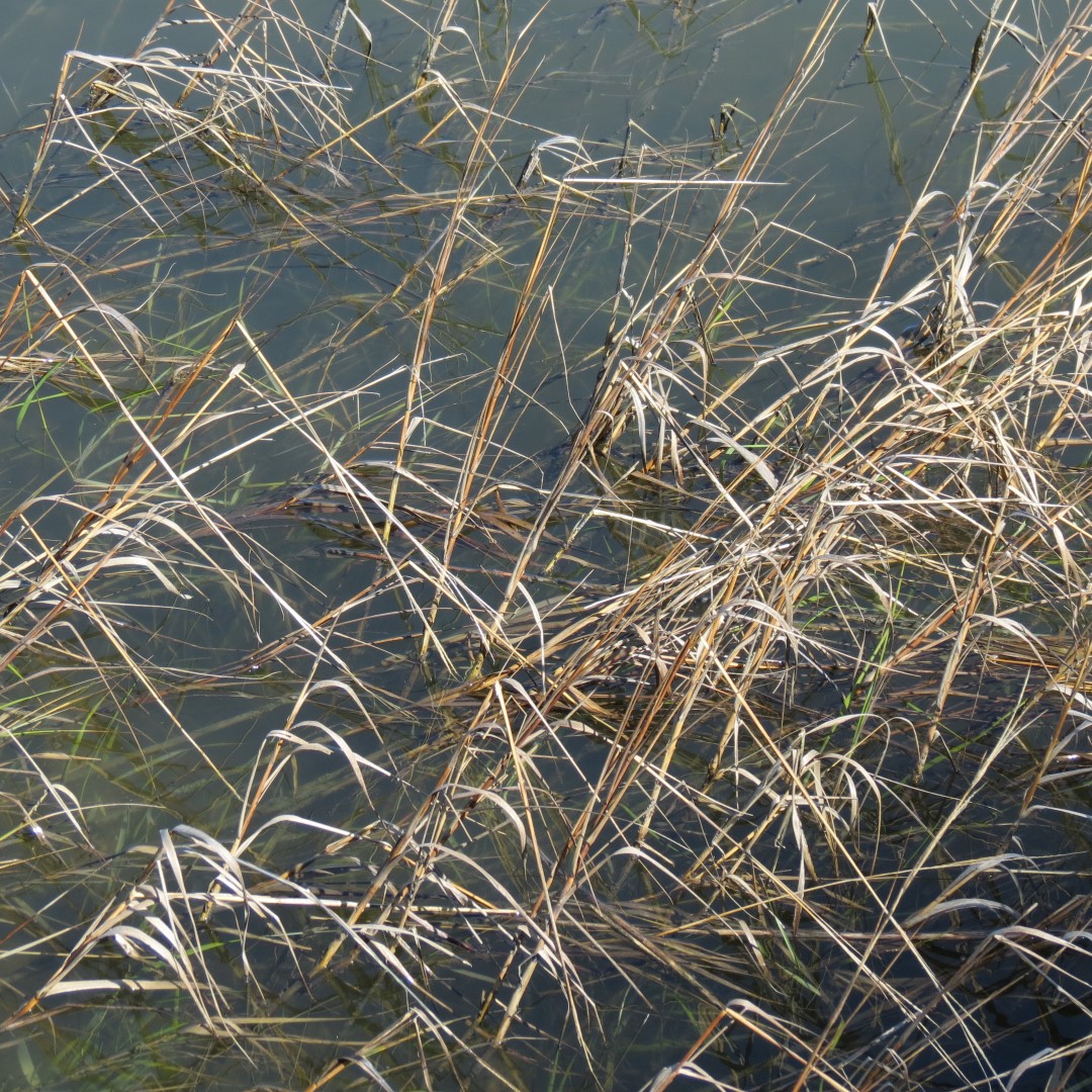 Kingsley Plantation 14 of 15 (#5026)