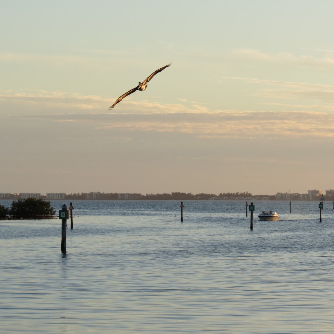 Birds and the Gulf Water near sunset from Bradenton  1 of 21 (#5066)