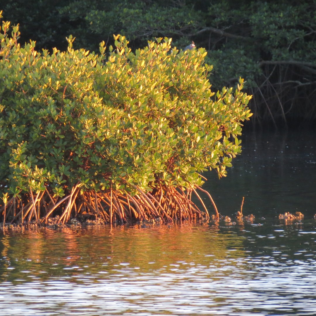 Birds and the Gulf Water near sunset from Bradenton  2 of 21 (#5067)