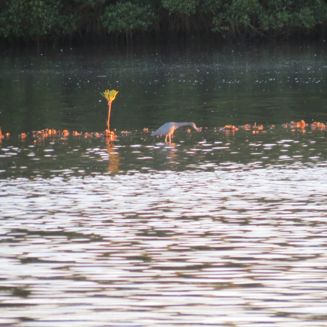 Birds and the Gulf Water near sunset from Bradenton  3 of 21 (#5068)