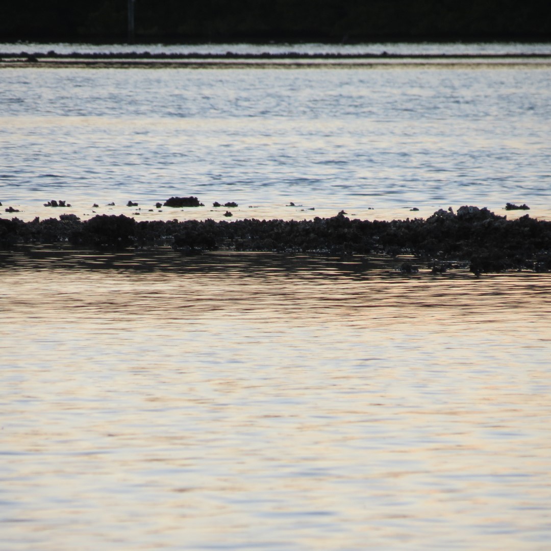 Birds and the Gulf water near sunset from Bradenton 17 of 13 (#5085)