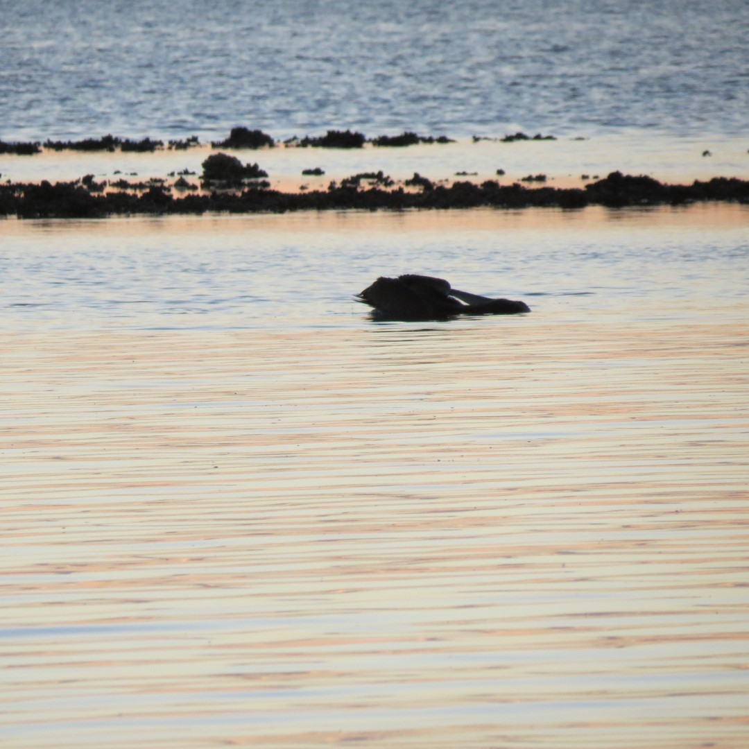 Birds and the Gulf water near sunset from Bradenton 18 of 13 (#5090)