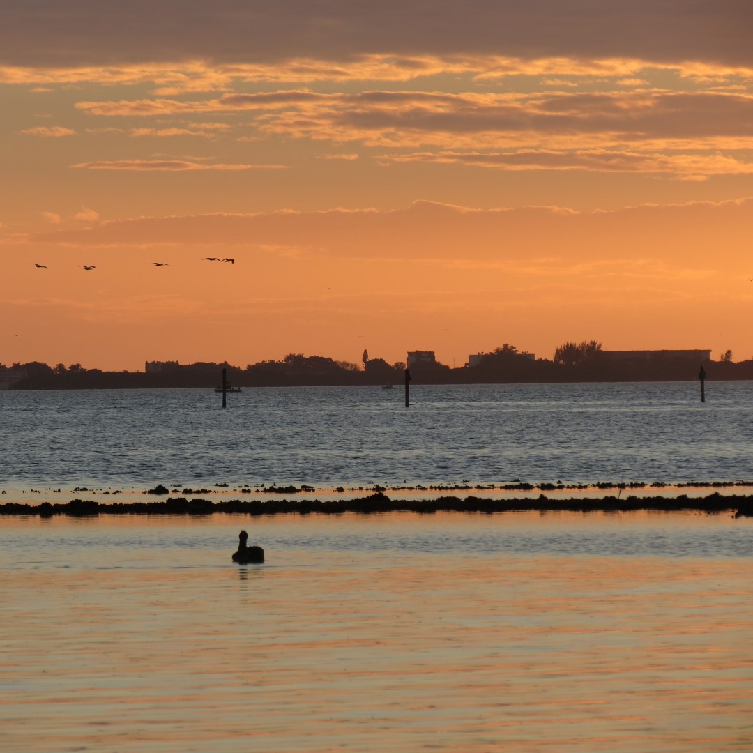 Birds and the Gulf water near sunset from Bradenton 19 of 13 (#5097)