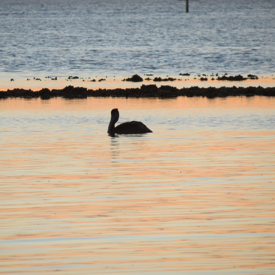 Birds and the Gulf water near sunset from Bradenton  4 of 38 (#5100)