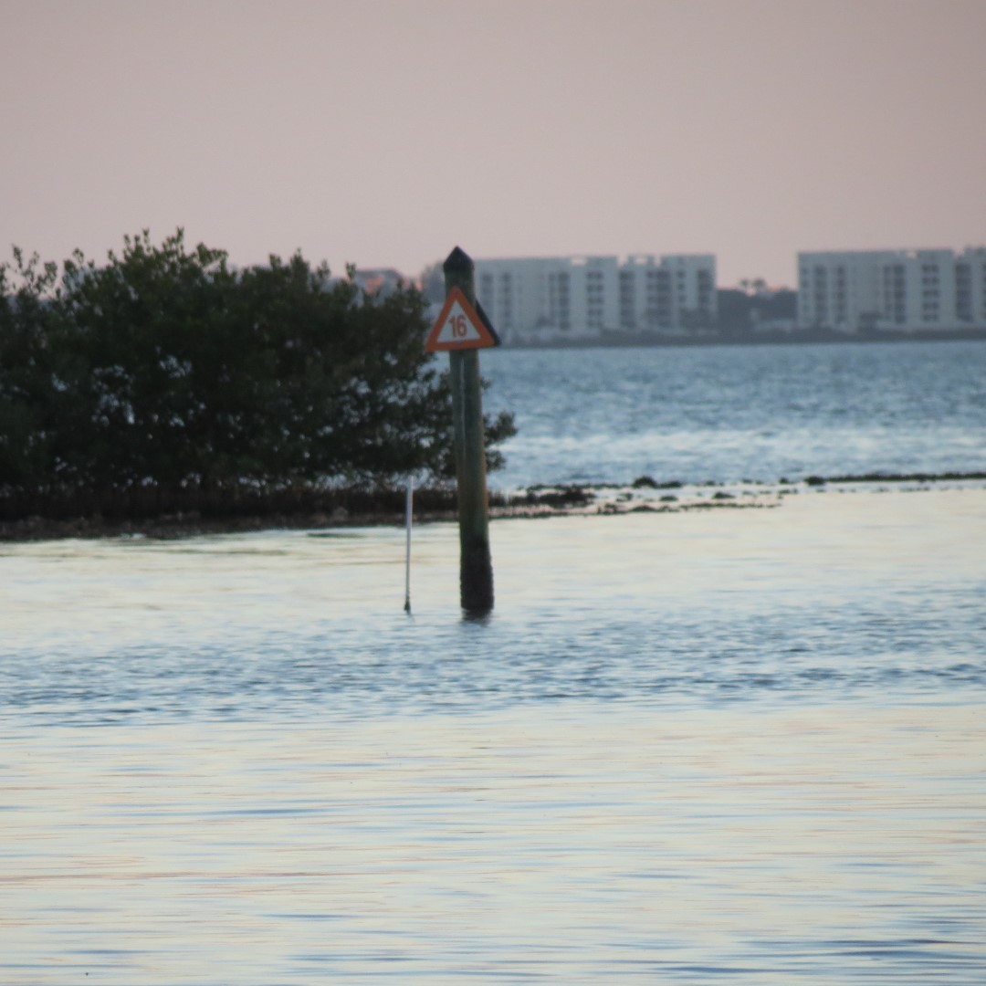 Birds and the Gulf water near sunset from Bradenton  5 of 38 (#5101)