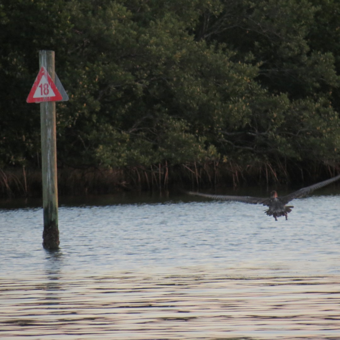 Birds and the Gulf Water near sunset from Bradenton  6 of 21 (#5104)