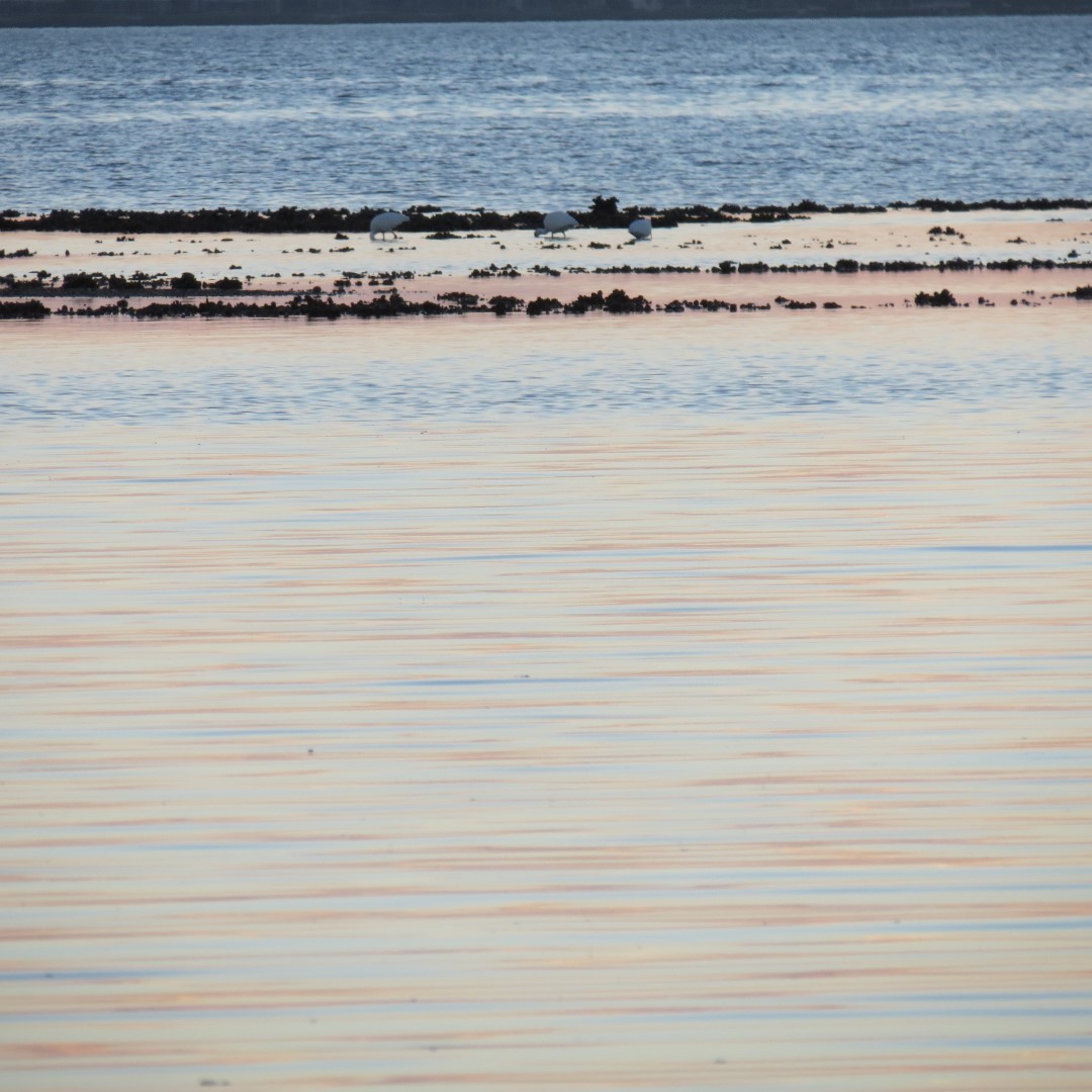 Birds and the Gulf water near sunset from Bradenton 20 of 13 (#5108)