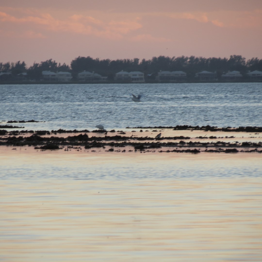 Birds and the Gulf Water near sunset from Bradenton  7 of 21 (#5109)
