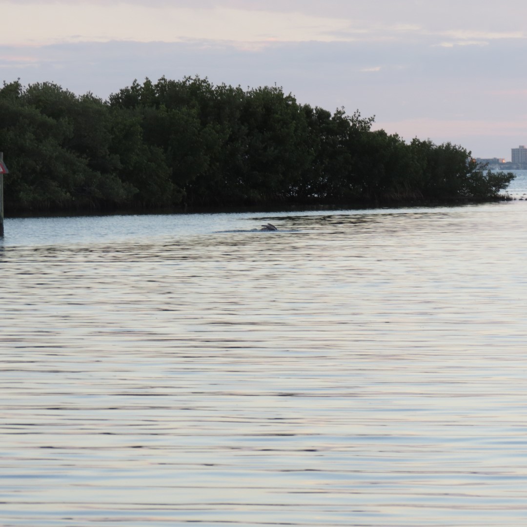 Birds and the Gulf Water near sunset from Bradenton  8 of 21 (#5113)