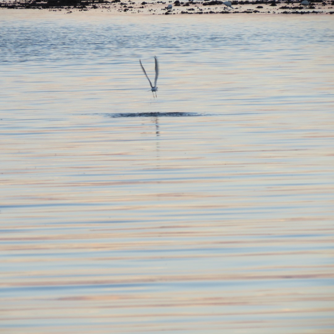 Birds and the Gulf Water near sunset from Bradenton 10 of 21 (#5115)