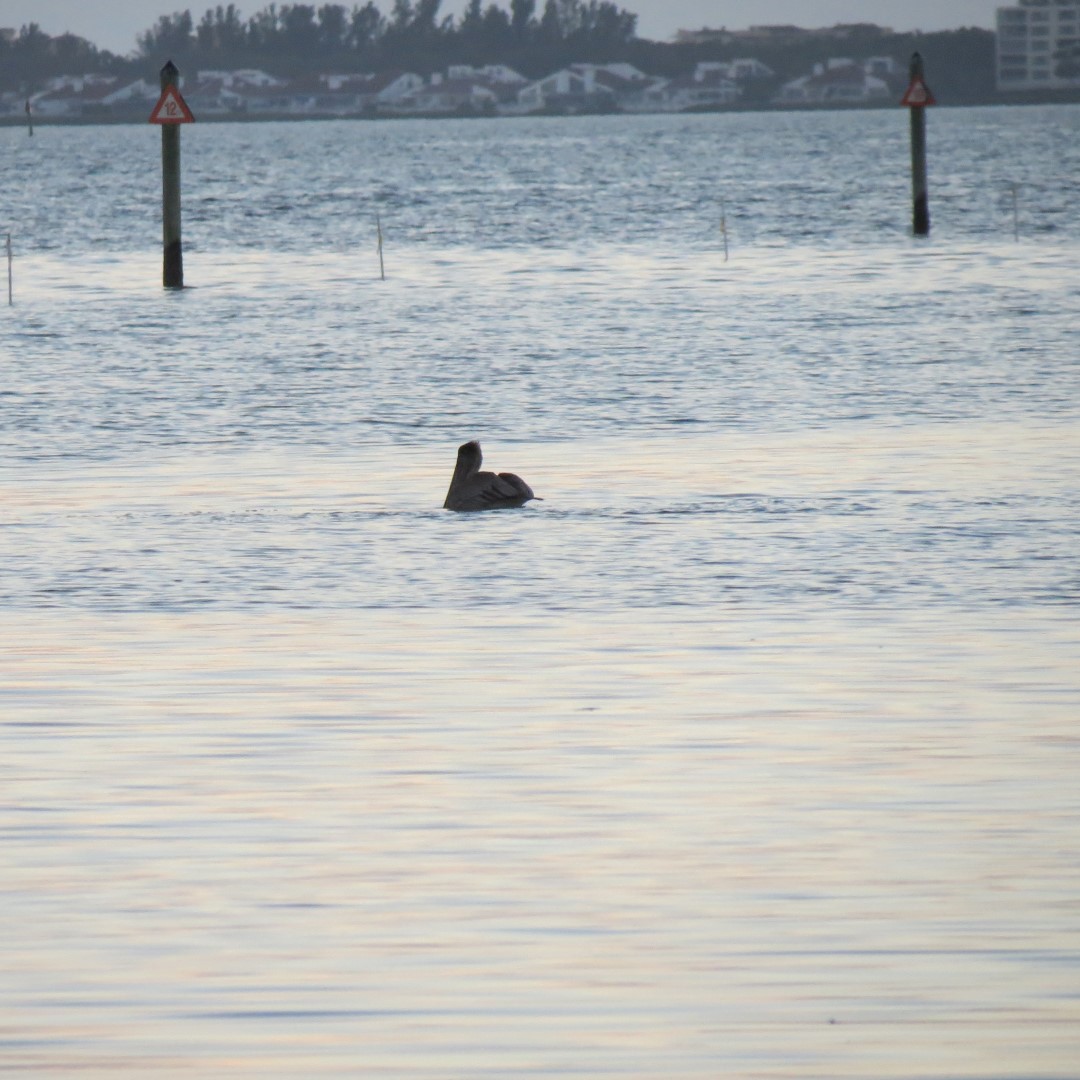 Birds and the Gulf Water near sunset from Bradenton 12 of 21 (#5123)