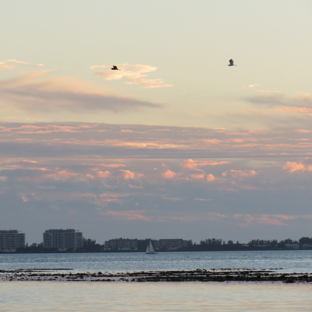 Birds and the Gulf Water near sunset from Bradenton 13 of 21 (#5125)