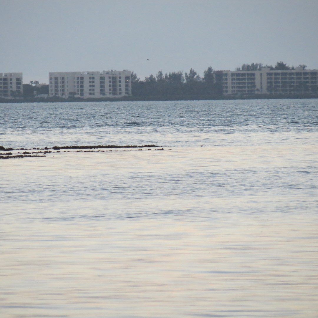Birds and the Gulf Water near sunset from Bradenton 14 of 21 (#5129)