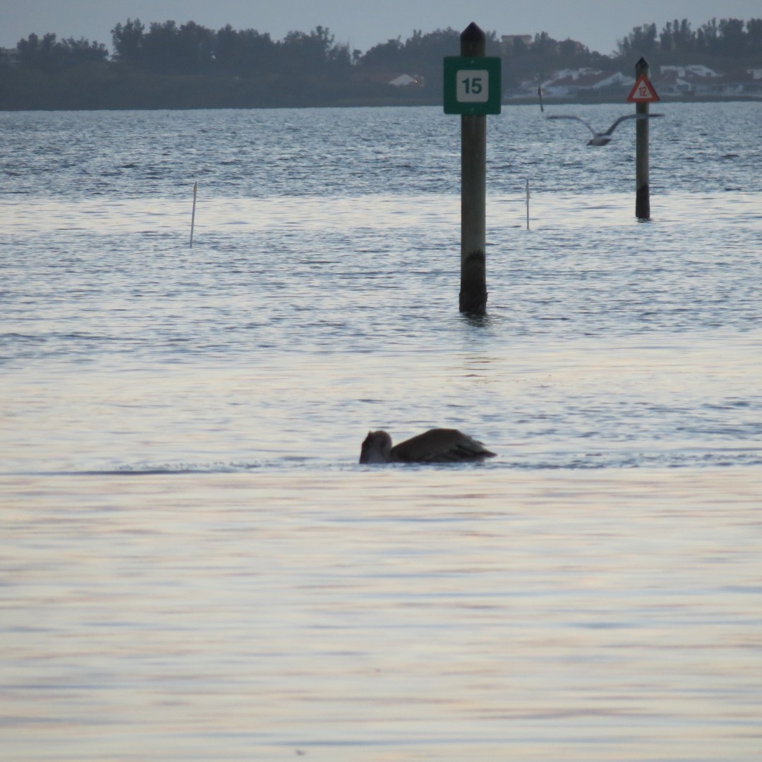 Birds and the Gulf Water near sunset from Bradenton 15 of 21 (#5130)