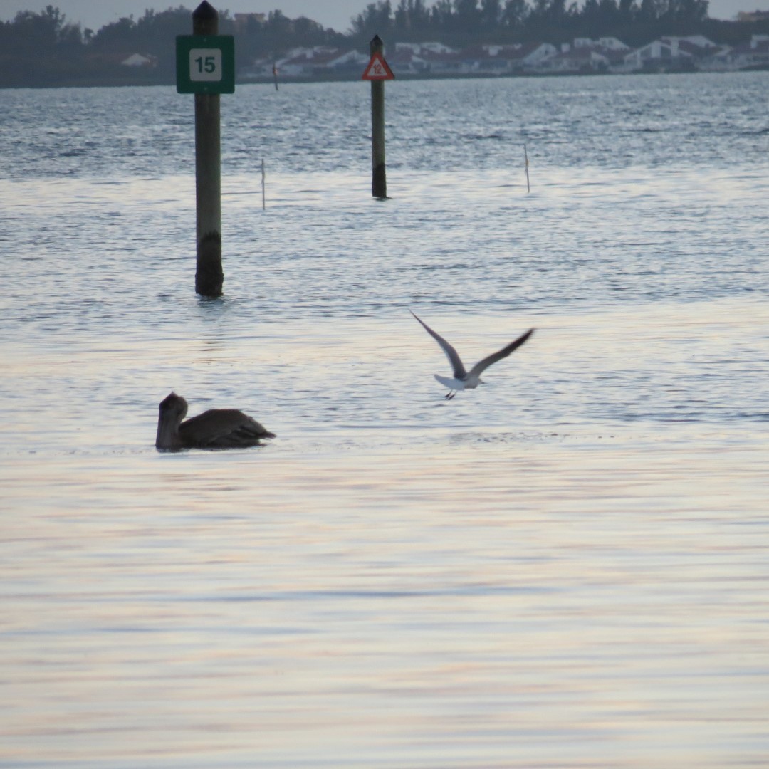 Birds and the Gulf Water near sunset from Bradenton 16 of 21 (#5131)