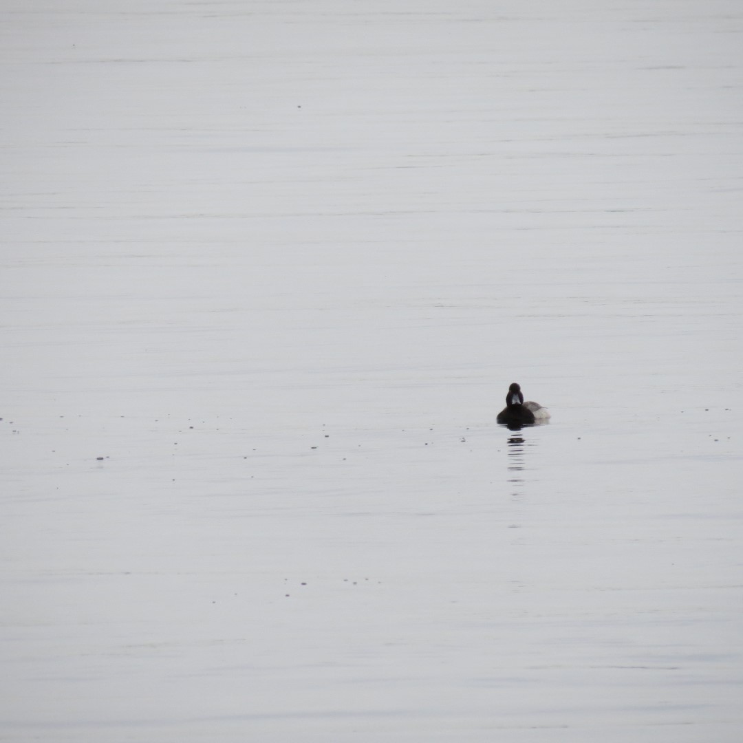 Ft Myers  3 of 3 (#5134)