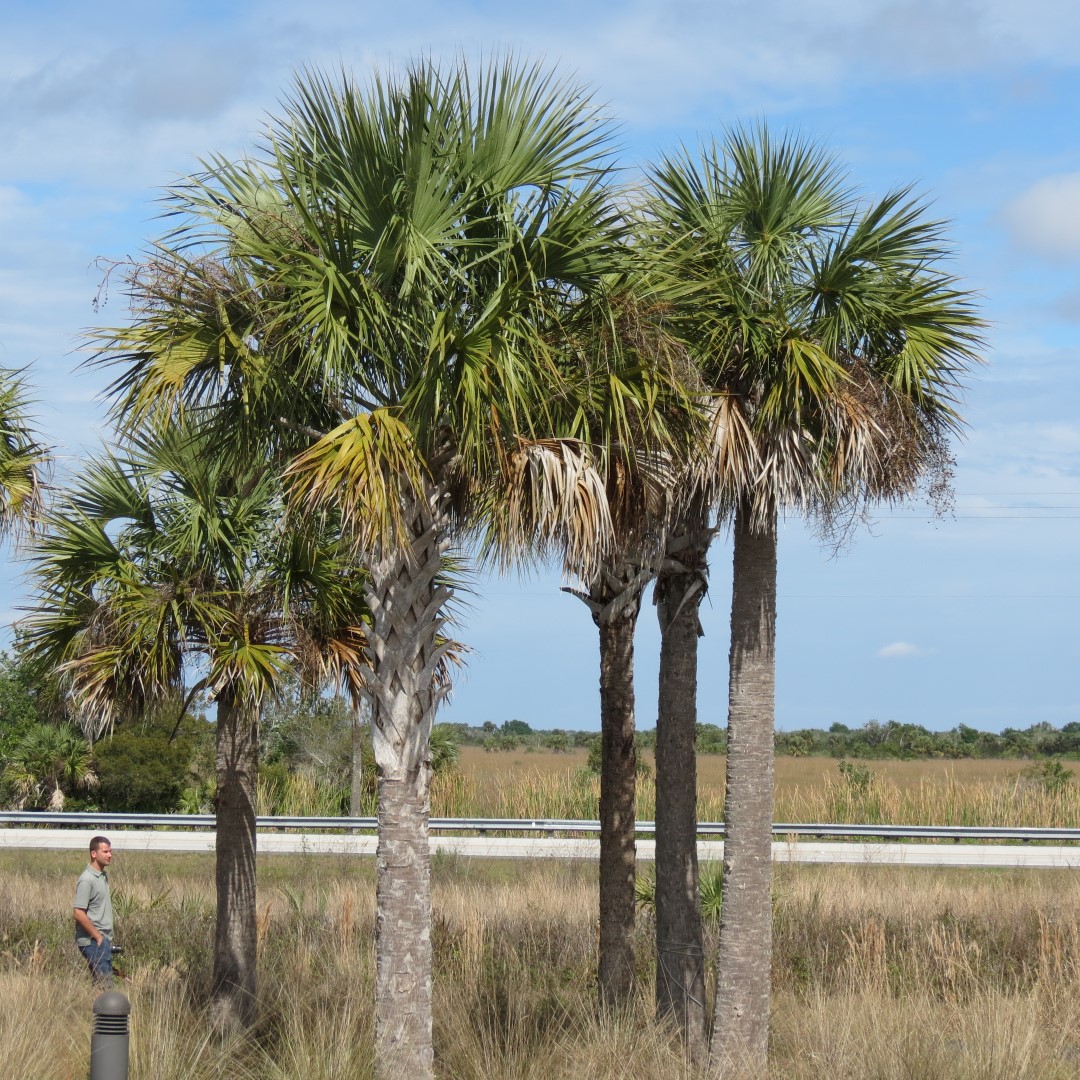 Big Cypress West Visitor Center 6 of 7 (#5148)