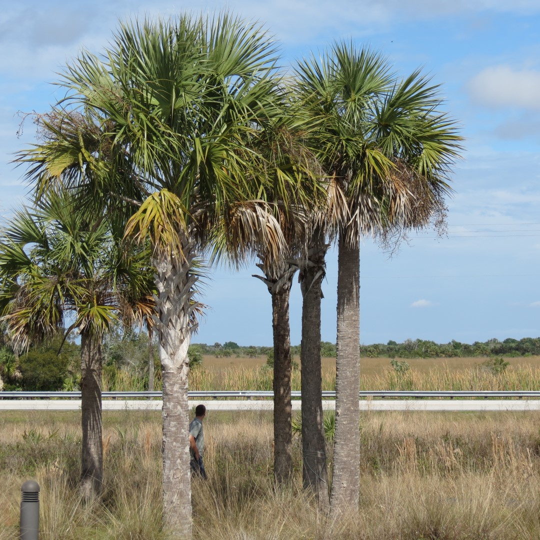 Big Cypress West Visitor Center 7 of 7 (#5149)