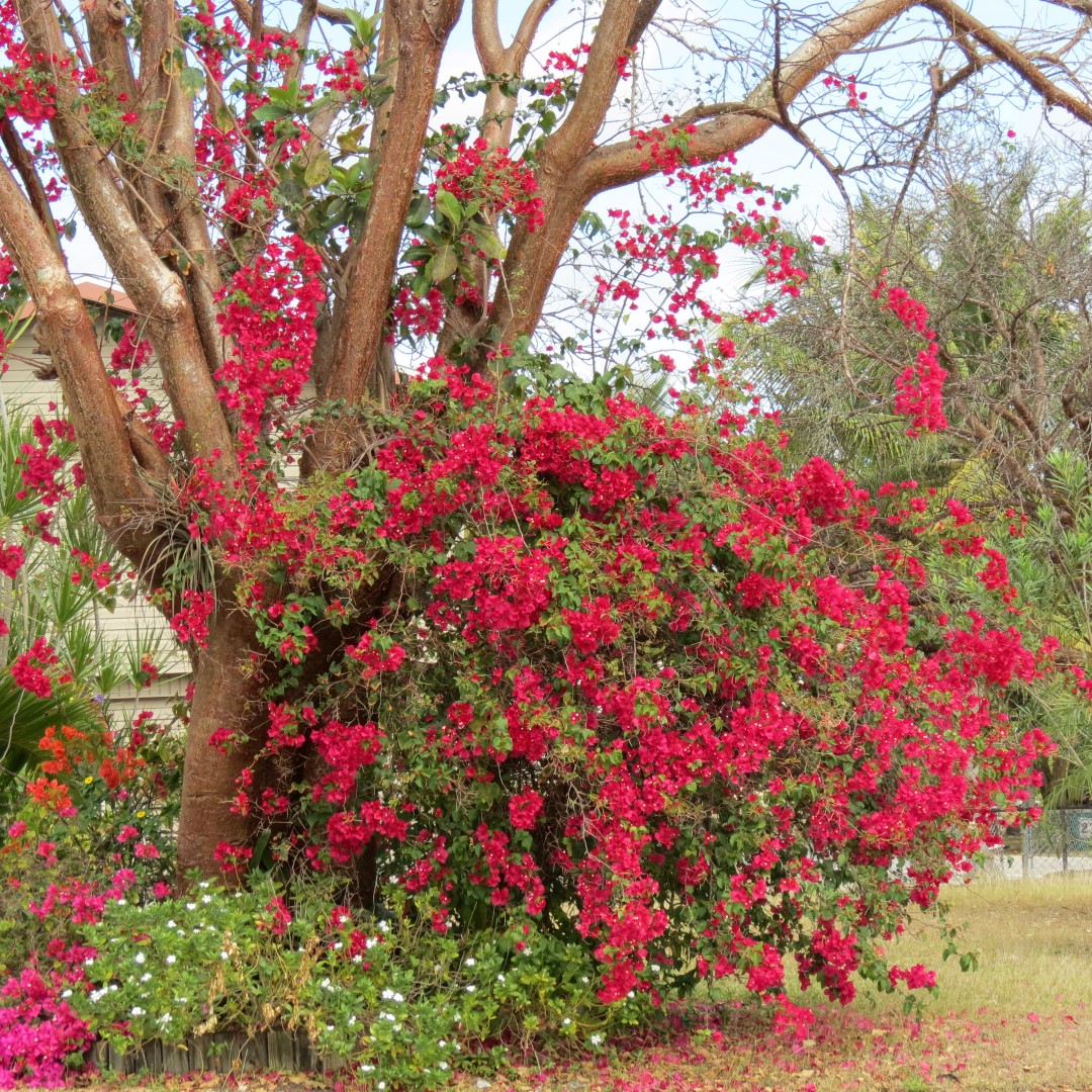 Big Cypress south end of highway 29  1 of 14 (#5151)