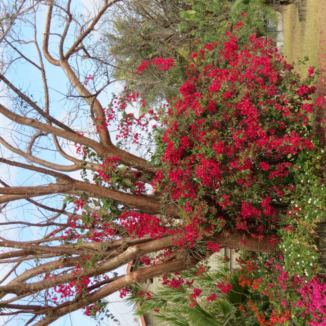 Big Cypress south end of highway 29  2 of 14 (#5152)