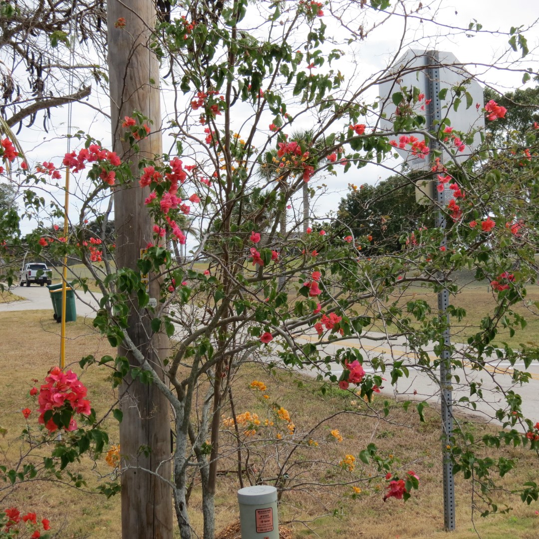 Big Cypress south end of highway 29  3 of 14 (#5153)