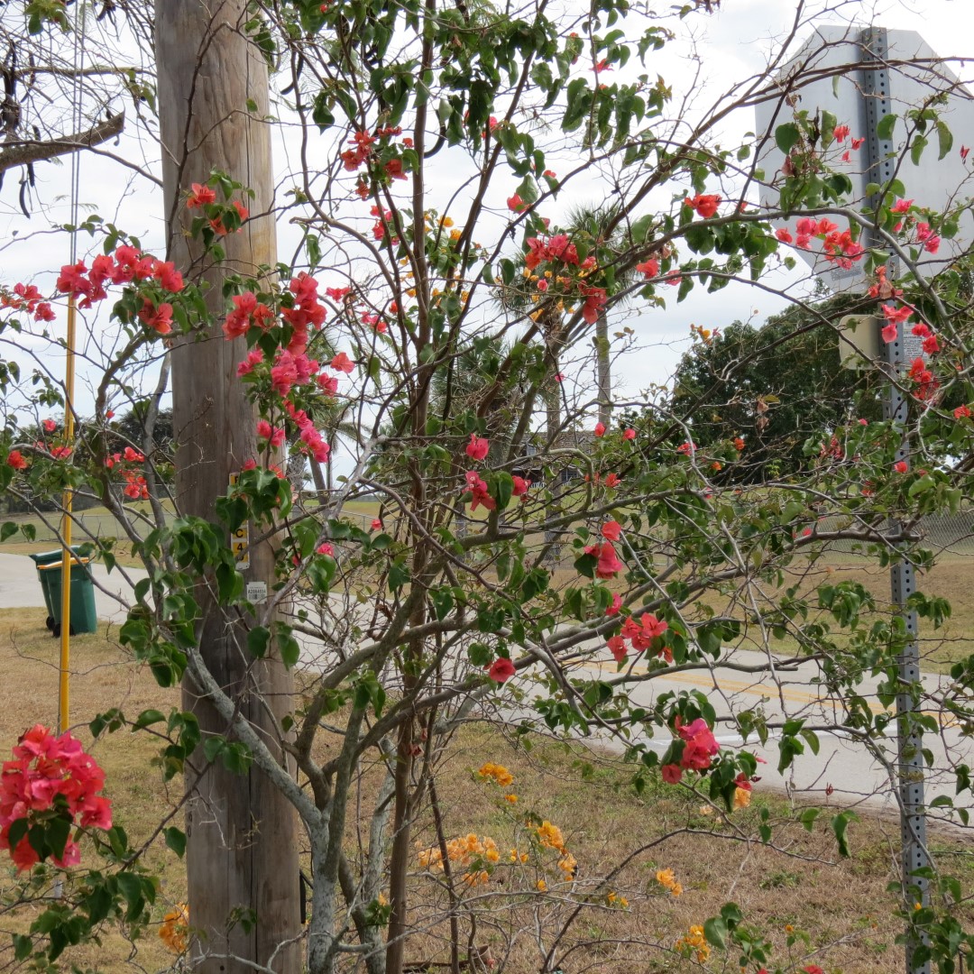 Big Cypress south end of highway 29  4 of 14 (#5154)