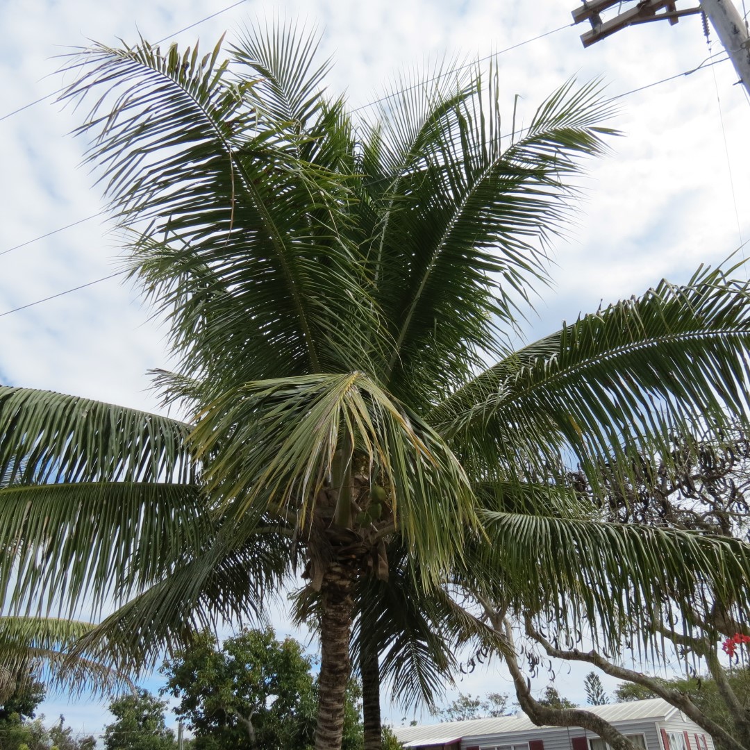 Big Cypress south end of highway 29  5 of 14 (#5155)