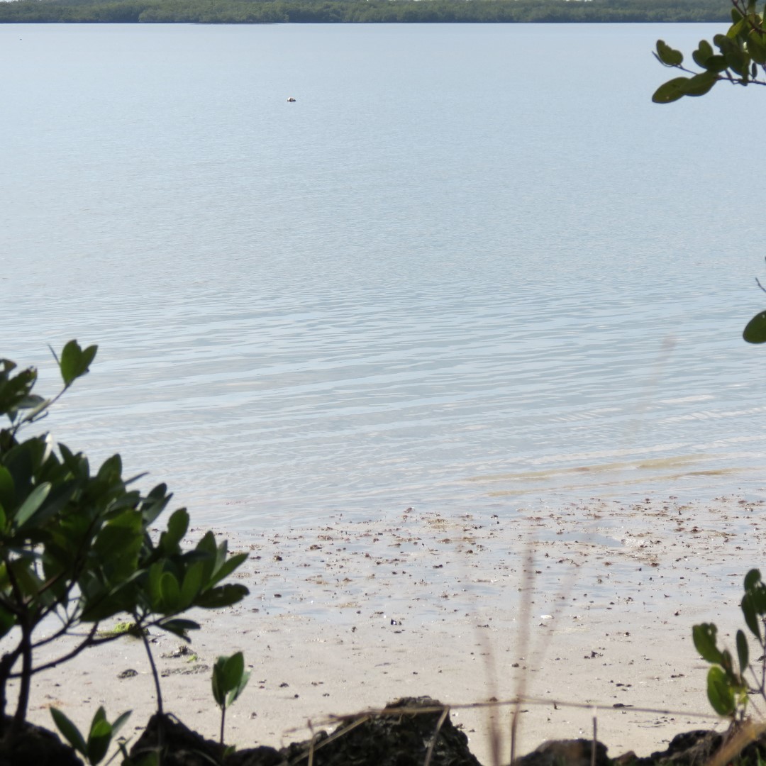 Big Cypress south end of highway 29 11 of 14 (#5172)