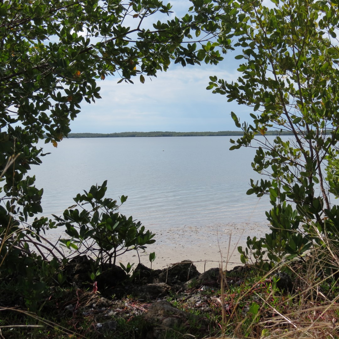 Big Cypress south end of highway 29 12 of 14 (#5173)