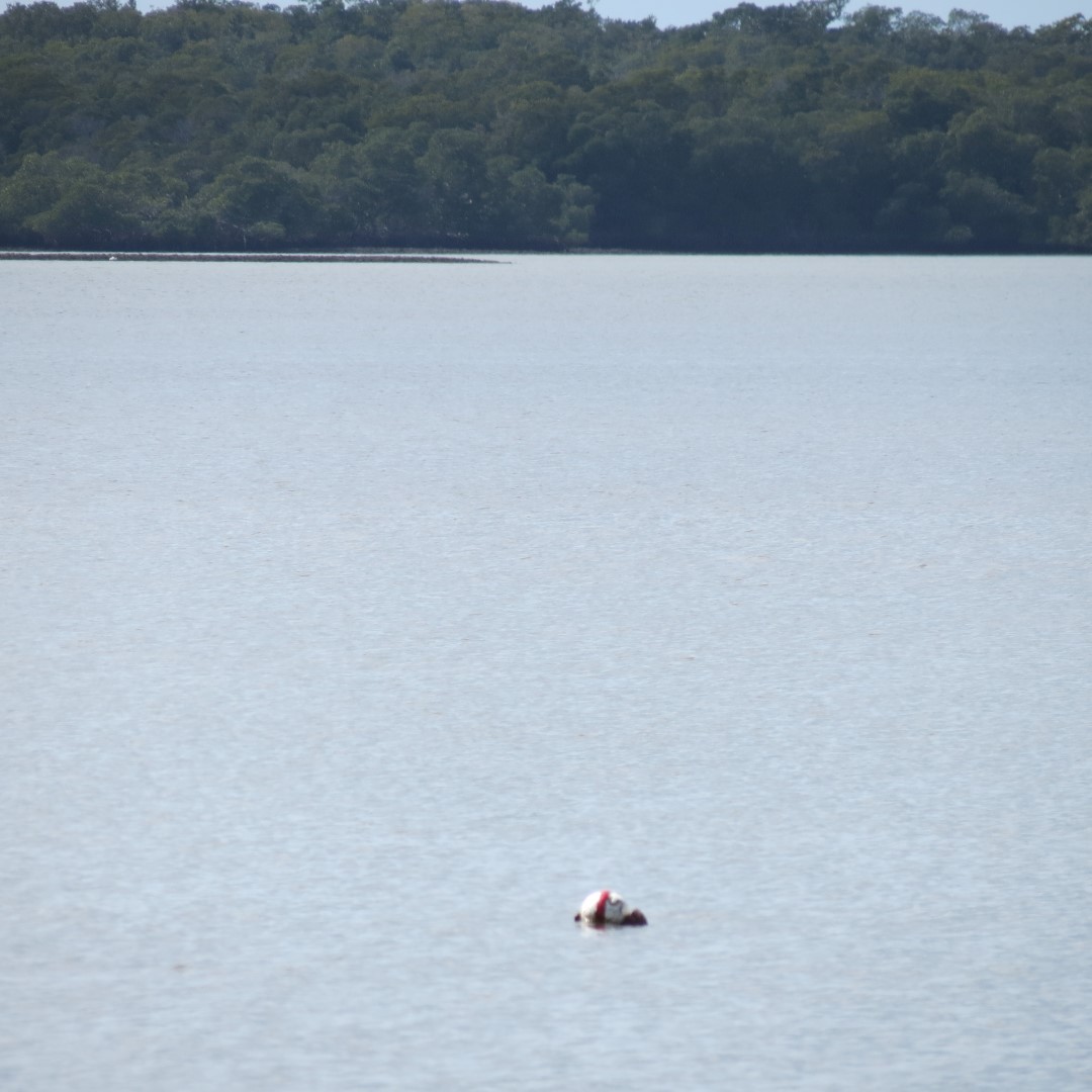 Big Cypress south end of highway 29 13 of 14 (#5174)