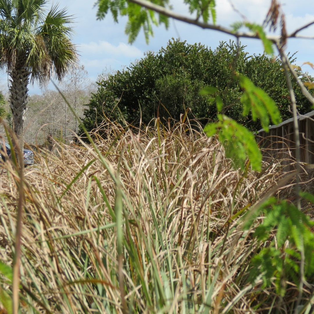 Big Cypress East Visitor Center, and Alligators  2 of 16 (#5183)