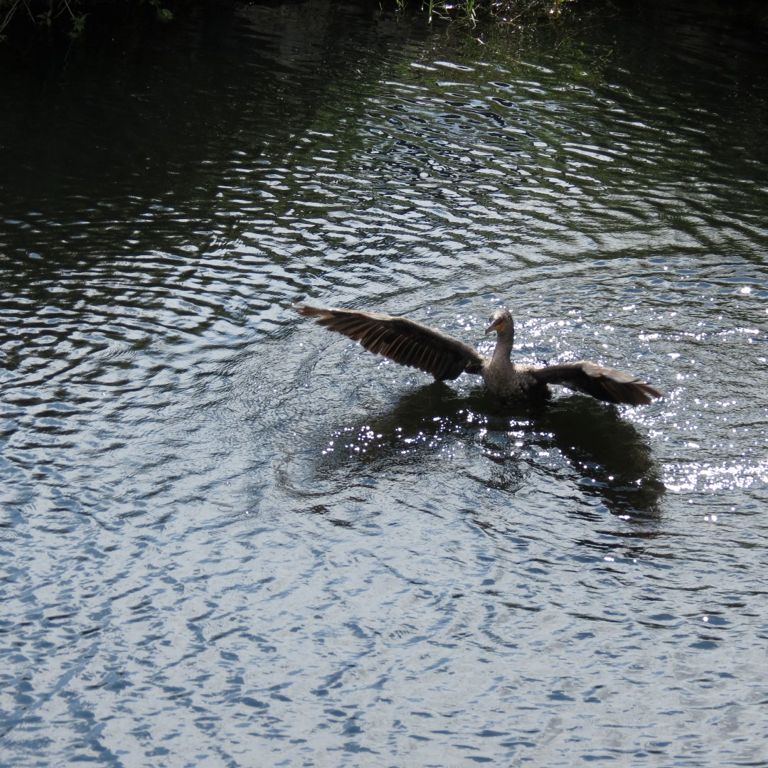 Big Cypress East Visitor Center, and Alligators  3 of 16 (#5185)