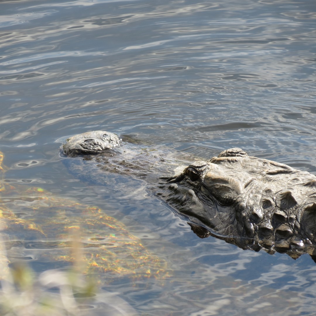 Big Cypress East Visitor Center, and Alligators  6 of 16 (#5188)