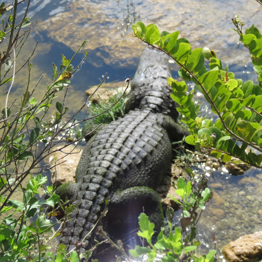 Big Cypress East Visitor Center, and Alligators  7 of 16 (#5189)