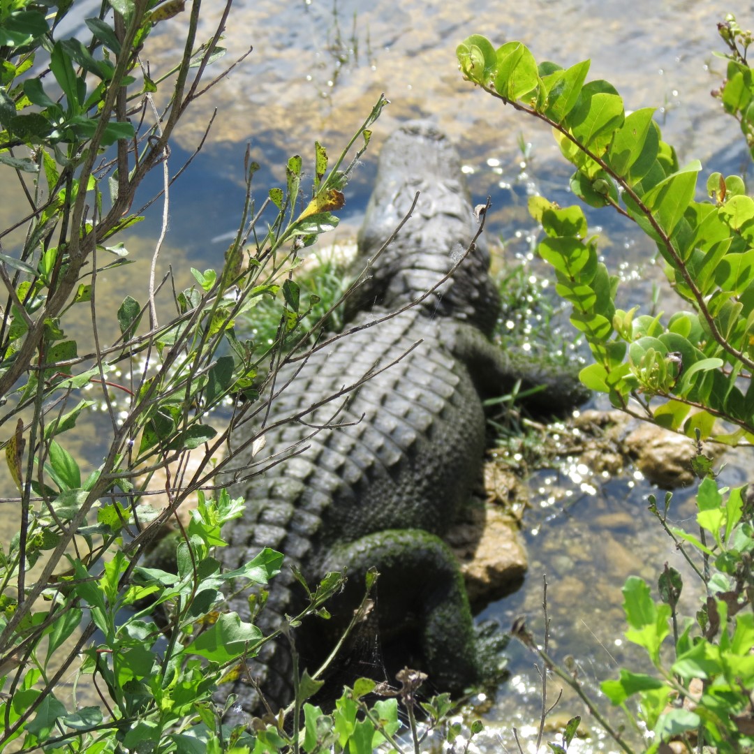 Big Cypress East Visitor Center, and Alligators  8 of 16 (#5190)