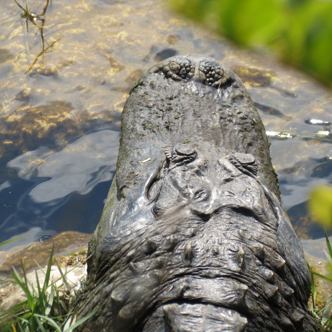 Big Cypress East Visitor Center, and Alligators  9 of 16 (#5191)