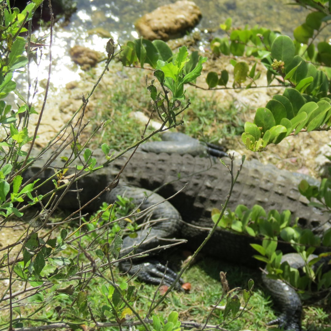 Big Cypress East Visitor Center, and Alligators 10 of 16 (#5192)